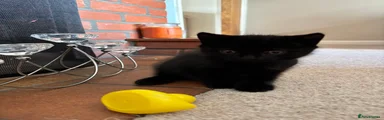 Mixed Breed Kitten 1