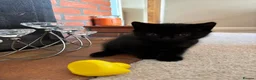 Mixed Breed cats for sale: Beautiful kittens for sale - Advert 7