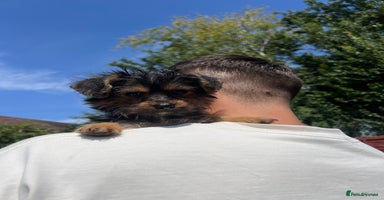 Mixed Breed dogs - Advert 6