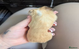 Guinea Pig rodents for sale: Baby guinea pigs  - Advert 20
