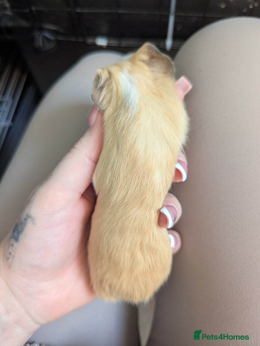 Guinea Pig rodents for sale: Baby guinea pigs  - Advert 20