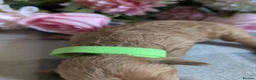 Toy Poodle dogs for sale: Toy poodle/cockapoo - Advert 11
