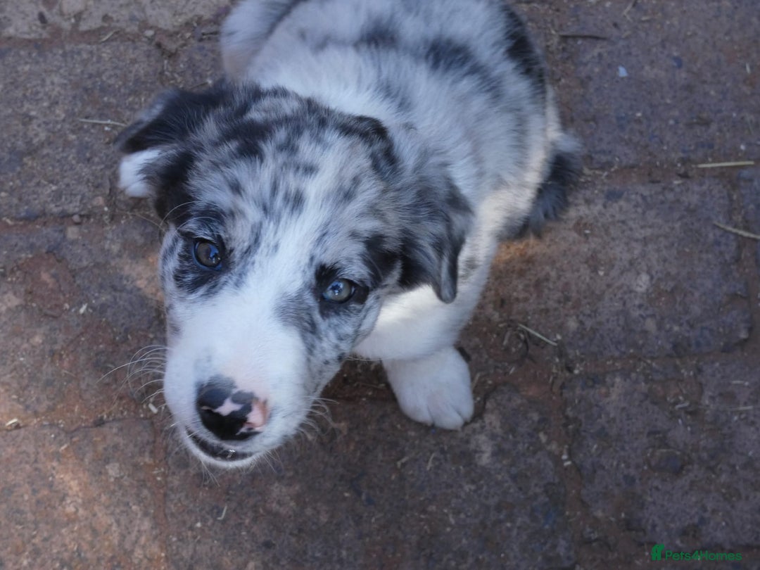 Border Collie dogs for sale: Red, and blue merle, tri, b/w collies farm reared - Image 12