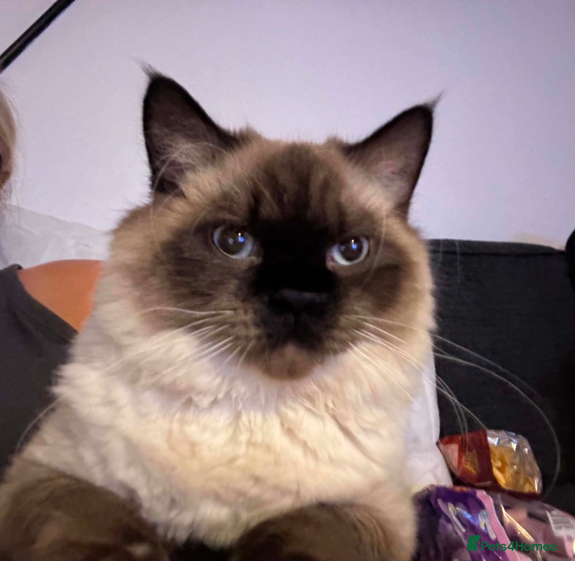Ragdoll cats Male ragdoll - 1 years old. Forfar, Angus - Advert 1