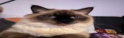 Ragdoll cats for sale: Male ragdoll - 1 years old. Forfar, Angus in Forfar - Advert 1