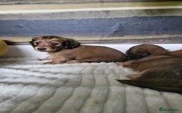 Dachshund dogs for sale: Miniature dachshunds - Image 21