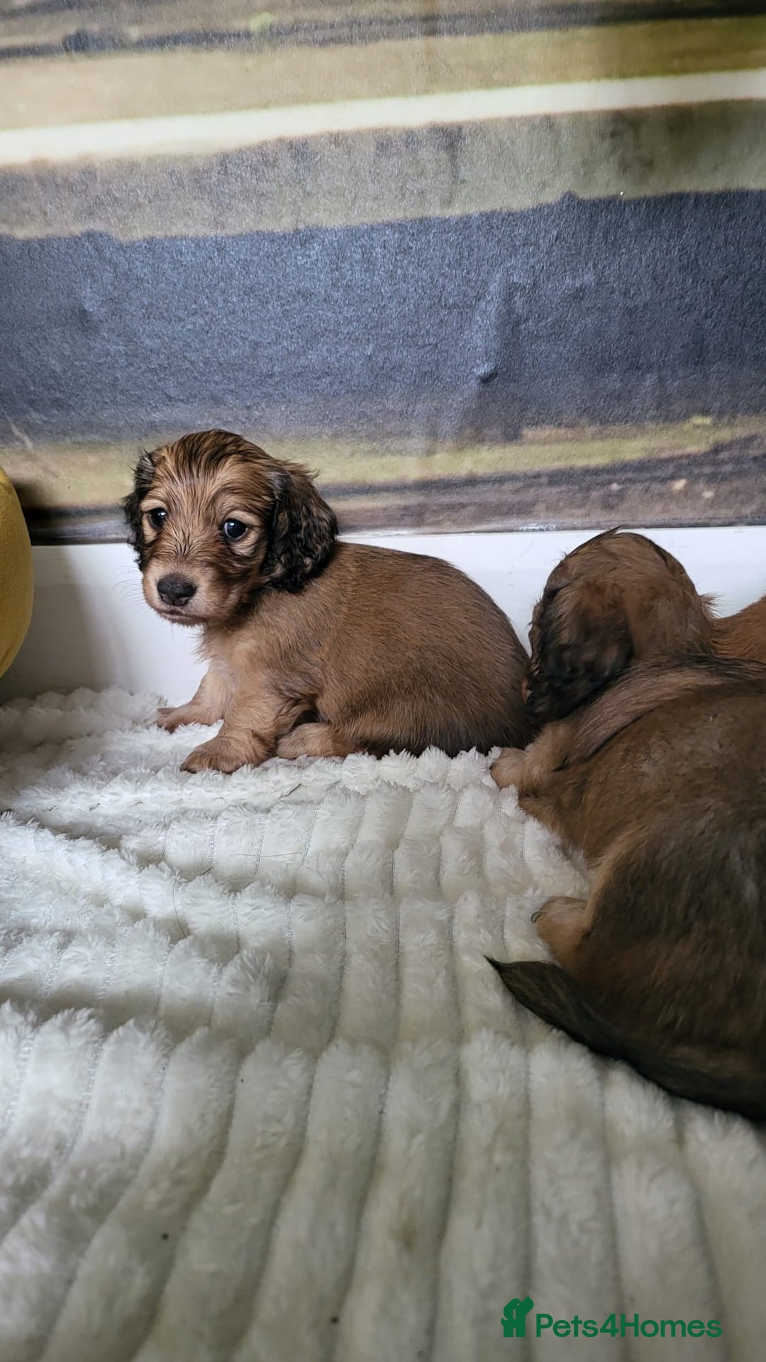 Dachshund dogs for sale: Miniature dachshunds - Image 21
