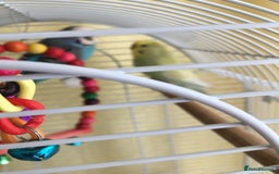 Budgerigars birds for sale: 2 BUDGIES FOR SALE - Image 3
