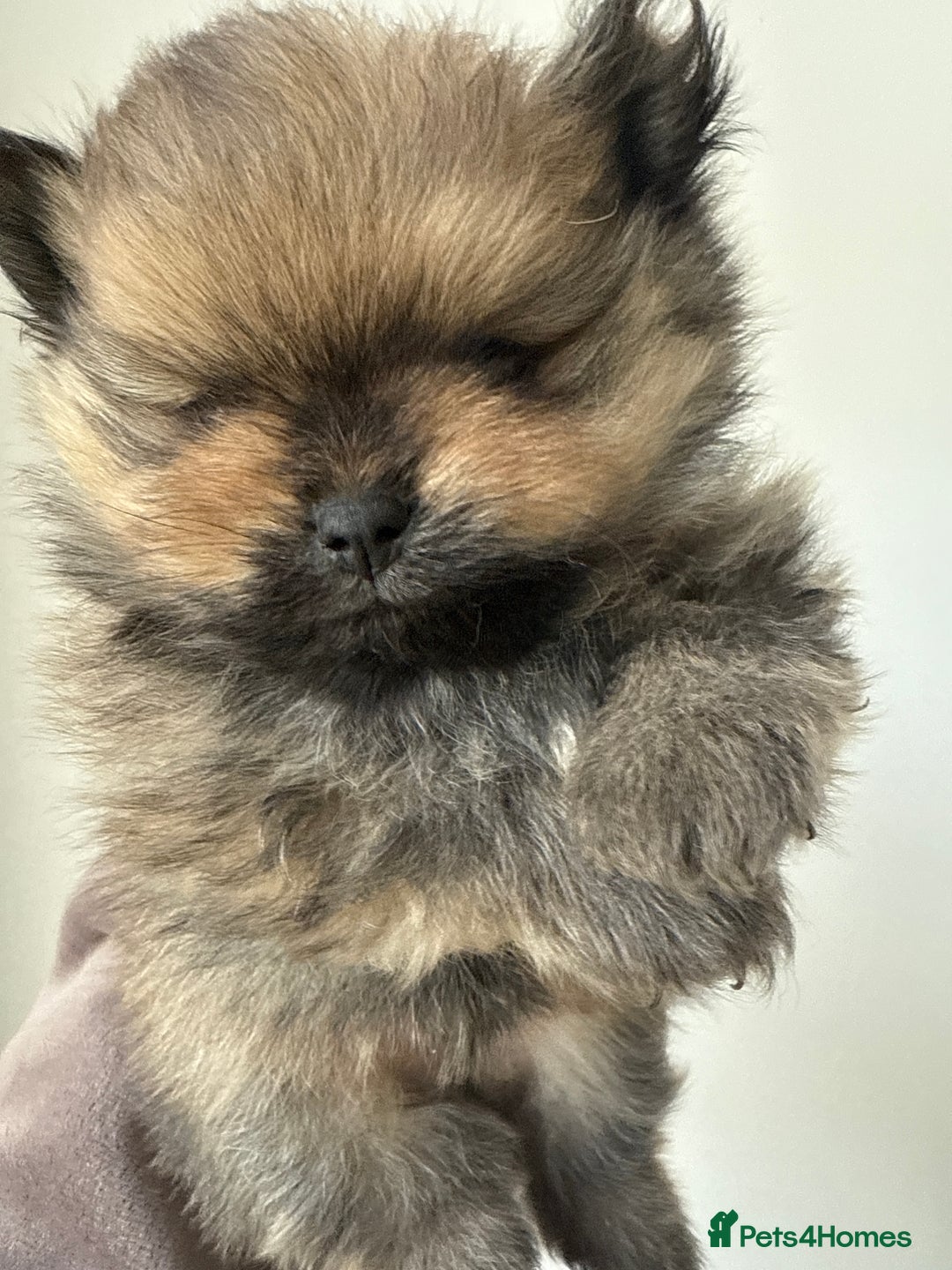 Pomeranian dogs for sale: Gorgeous small Pomeranian puppies 🧸  - Advert 9