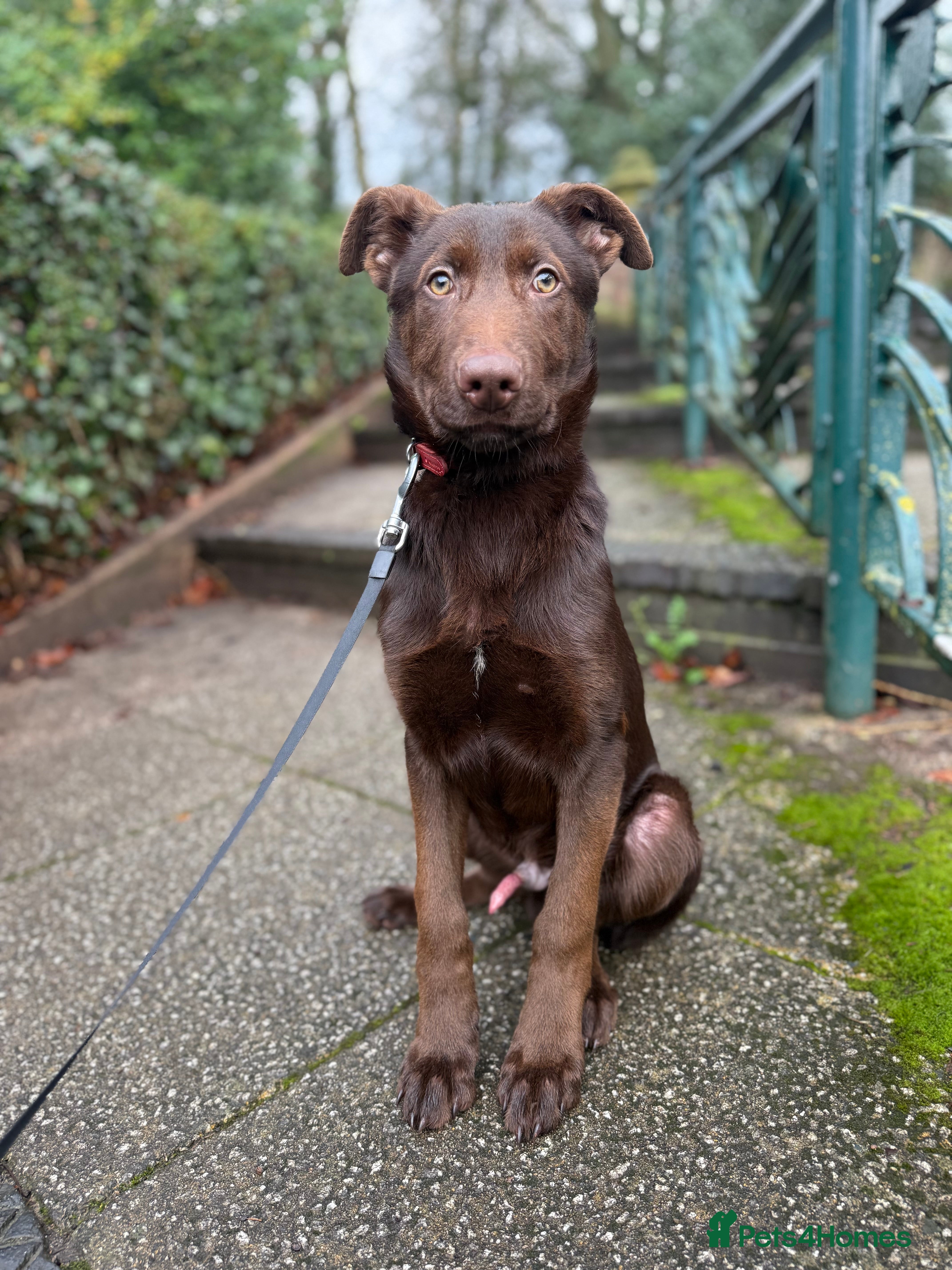 German Shepherd dogs Liver & Tan GSD Male - 20 weeks - Trained   - Advert 2