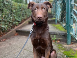 German Shepherd dogs Liver & Tan GSD Male - 20 weeks - Trained - Advert 2