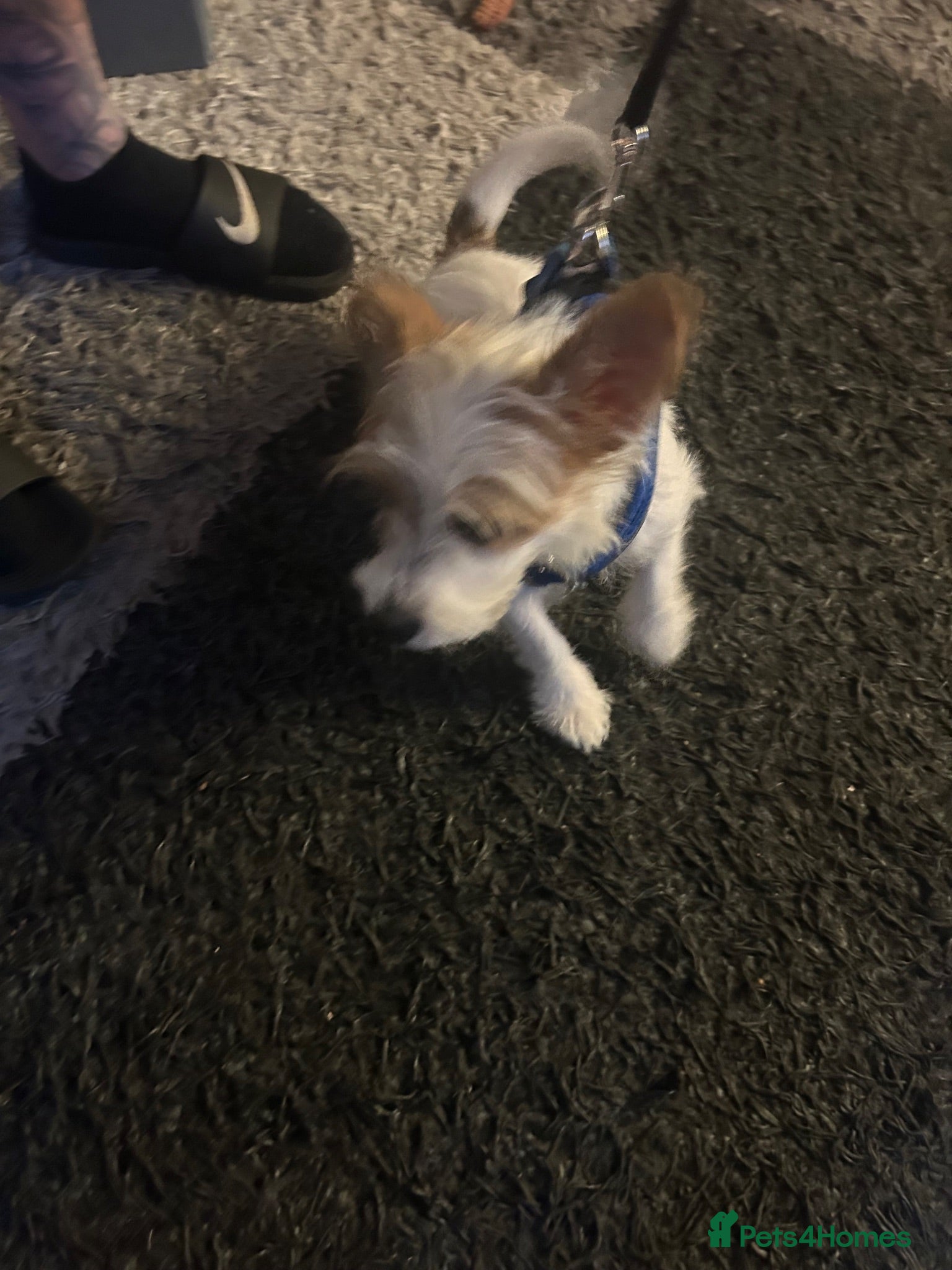 Jack Russell dogs Miniature jack Russel  - Advert 7
