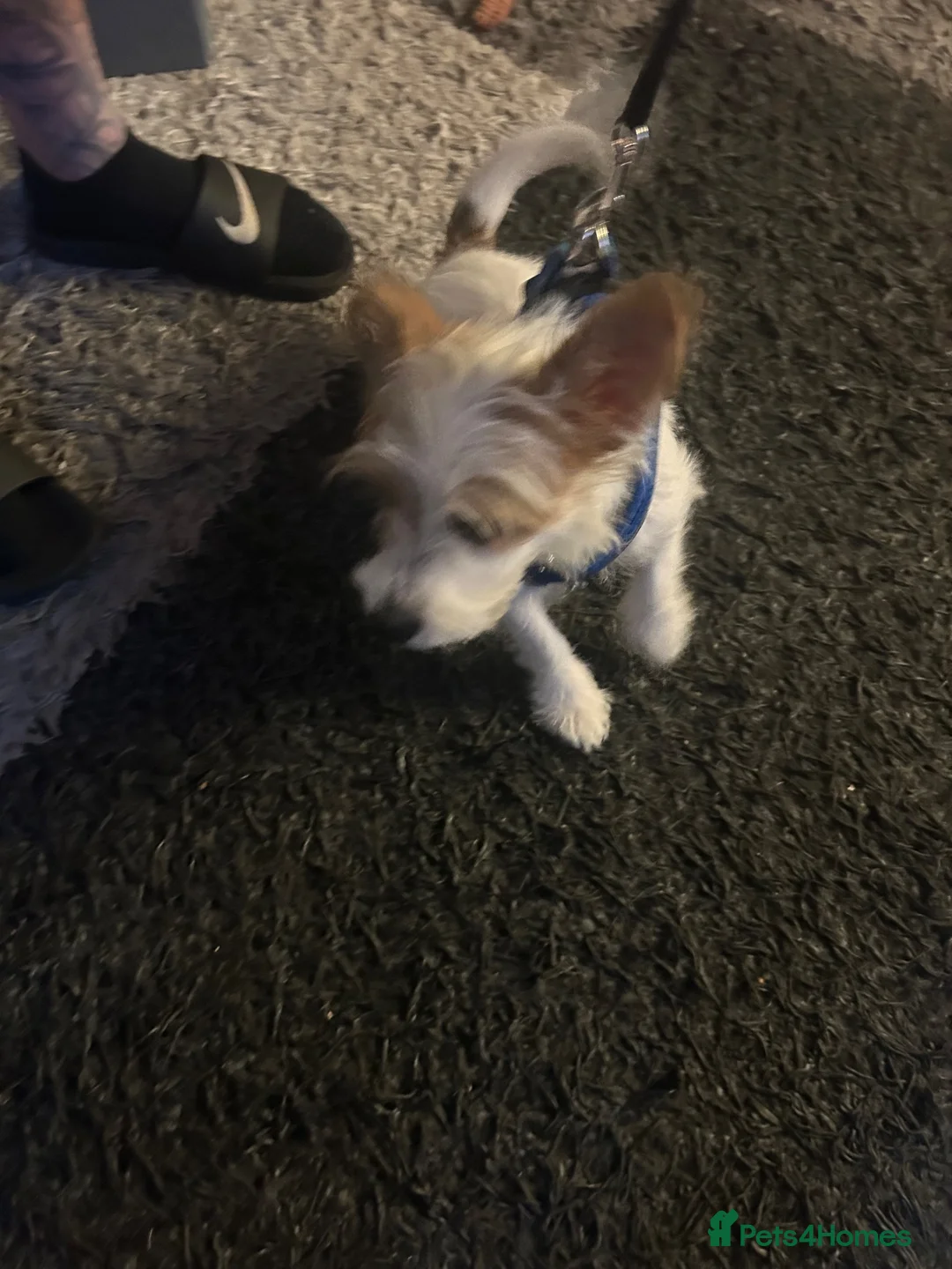 Jack Russell dogs for sale: Miniature jack Russel  in Clacton-on-Sea - Advert 1