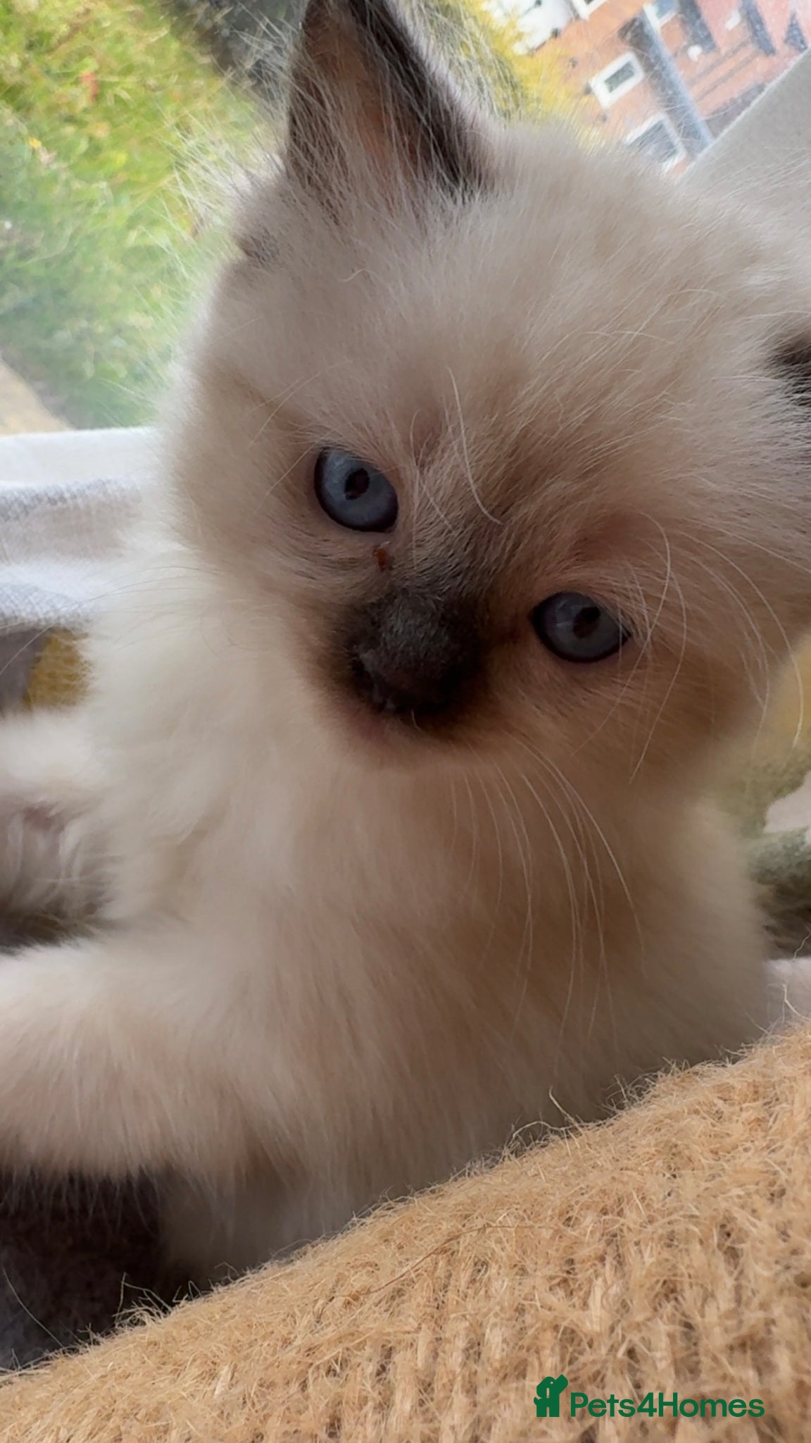 Ragdoll cats Beautiful PURE Ragdoll Kittens - READY - Advert 14