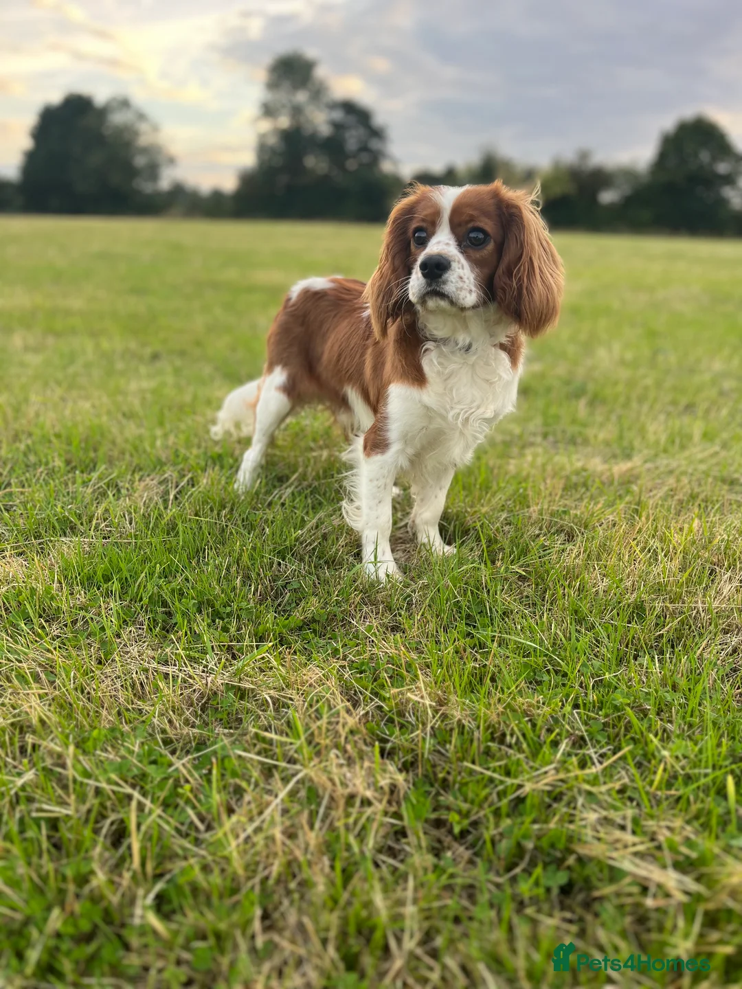 Cavalier King Charles Spaniel dogs for stud: STUNNING KC REG/DNA/HEART TESTED KING CHARLES CAV - Advert 4