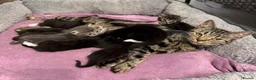 Mixed Breed cats for sale: Lovely Mixed-Breed Kittens Seeking Loving Homes - Advert 12