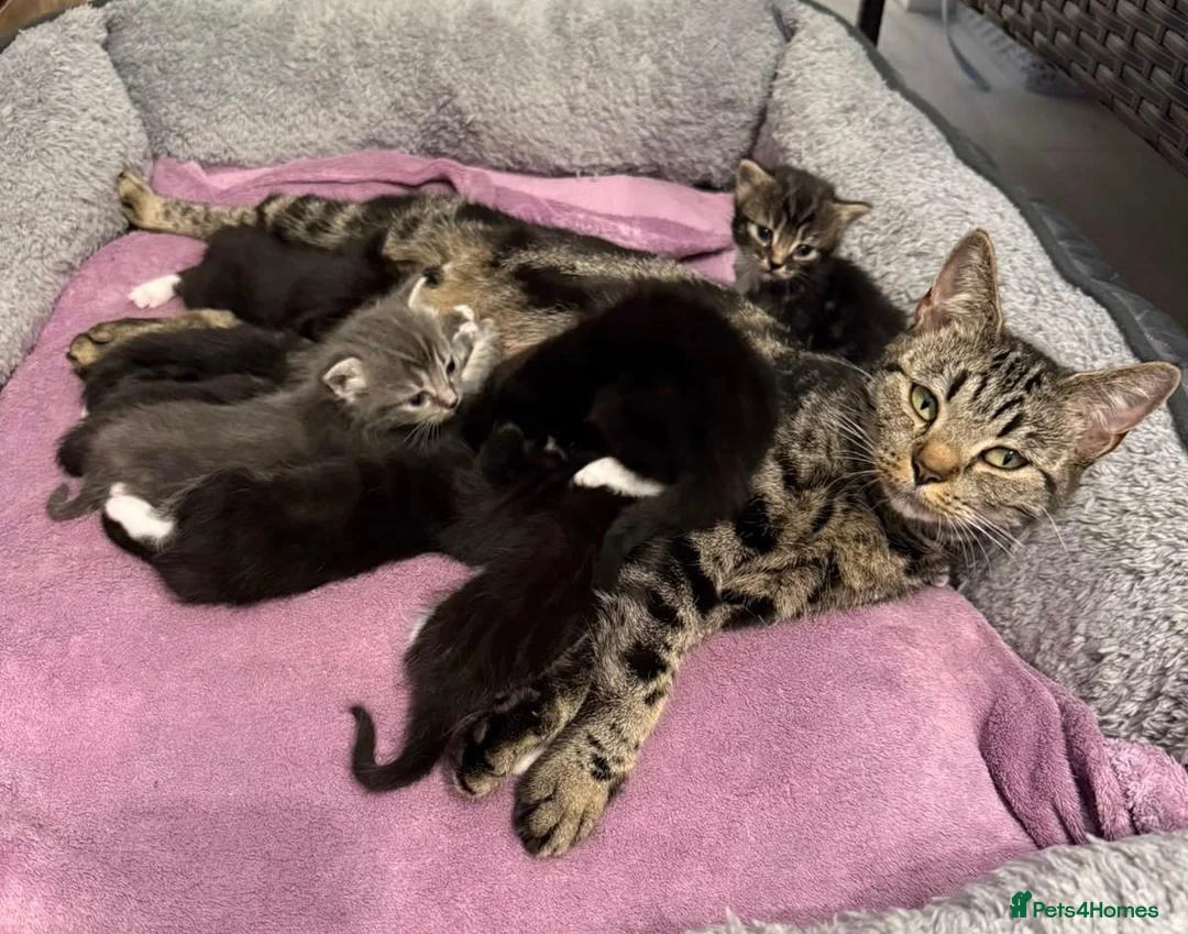 Mixed Breed cats for sale: Lovely Mixed-Breed Kittens Seeking Loving Homes - Advert 12