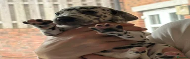 Dalmatian 6