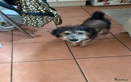 Mixed Breed dogs for sale: A loving home required!  - Image 5
