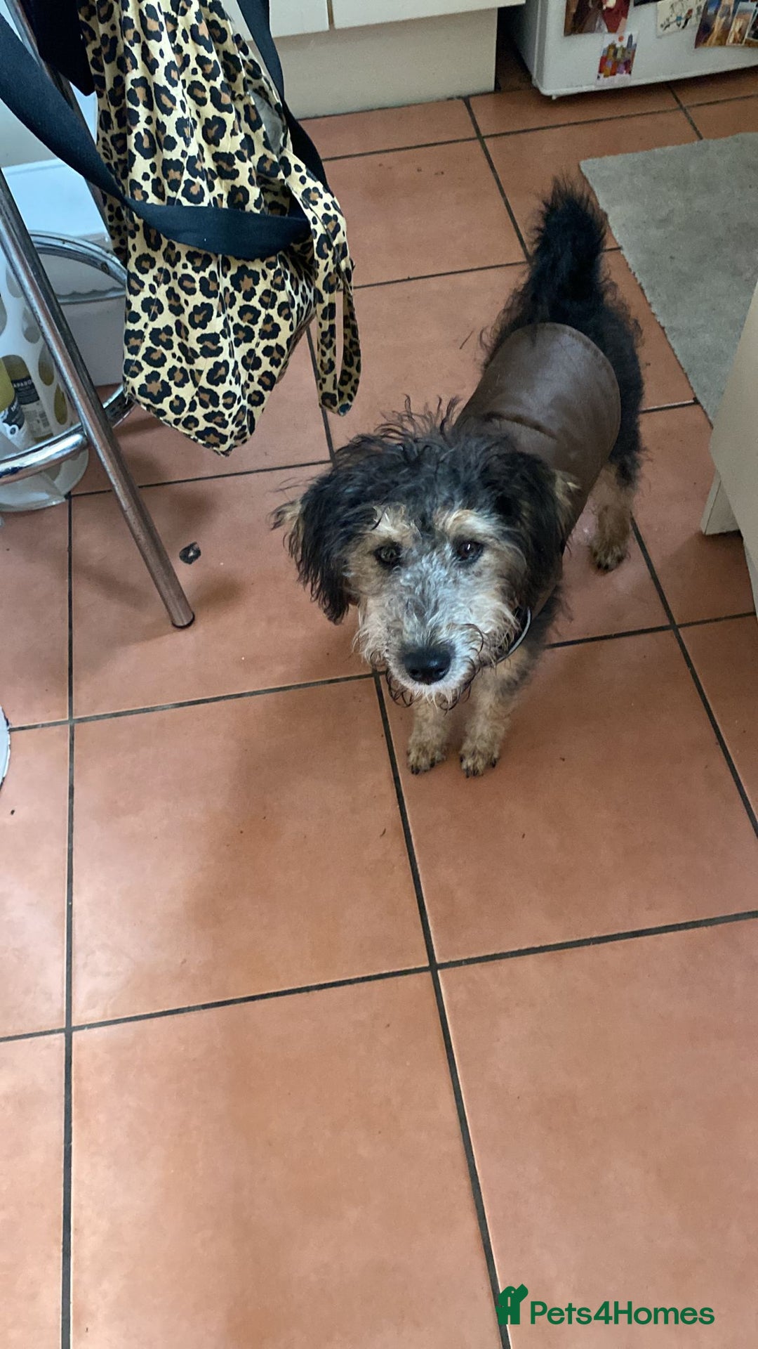 Mixed Breed dogs for sale: A loving home required!  - Image 5