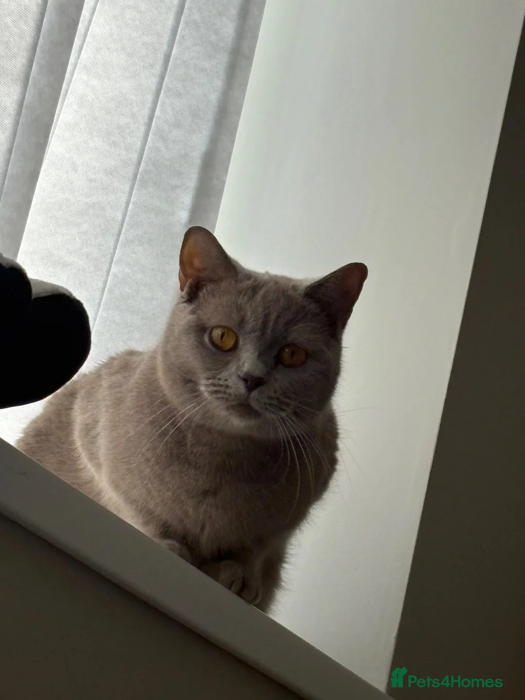British Shorthair cats for sale: ACTIVE registered lilac British shorthair girl - Advert 5