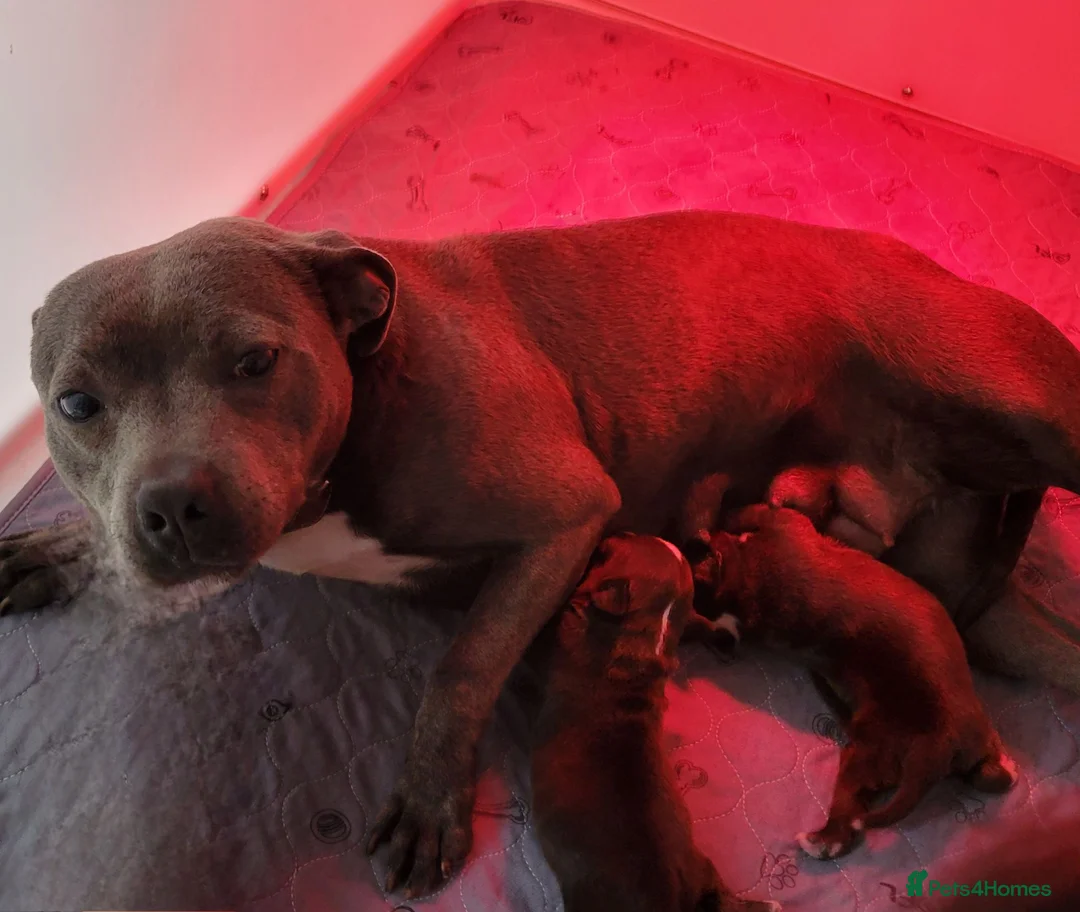 Staffordshire Bull Terrier dogs for sale: Kc reg black brindle staffys  - Advert 7