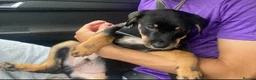 Mixed Breed dogs for sale: Creed - German shepmatian x Rottweiler puppy - Advert 4