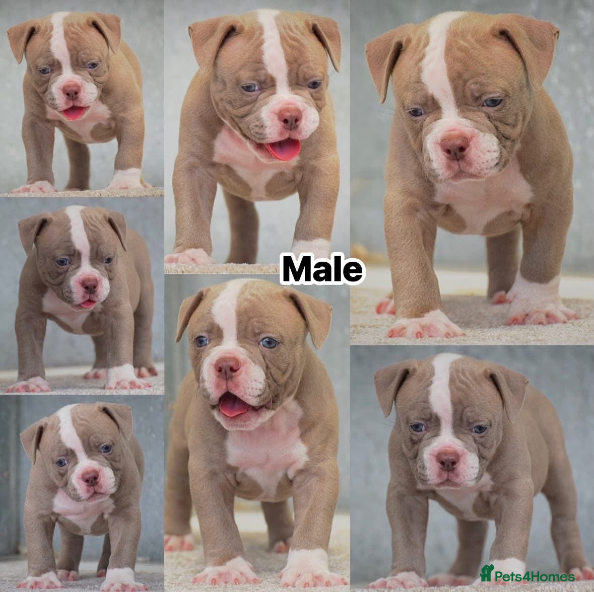 Old Tyme Bulldog dogs 23 years 5⭐️Licensed & Registered uk no1  - Advert 7