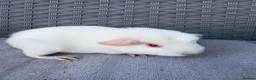 Guinea Pig rodents for sale: Sows mixed ages & breeds - Advert 3