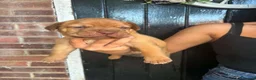 Dogue De Bordeaux dogs for sale: Dogue de Bordeaux Puppies - Advert 3