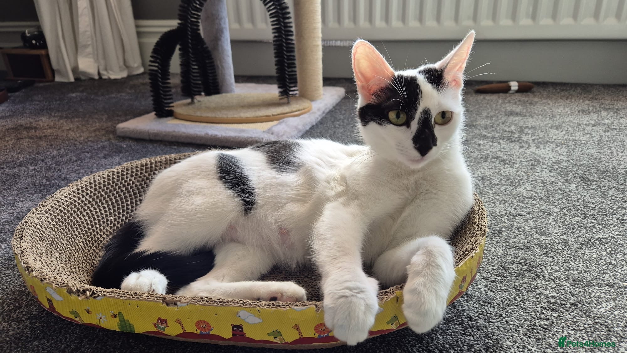 Mixed Breed cats Cleo, beautiful young rescue in need of new home - Advert 1