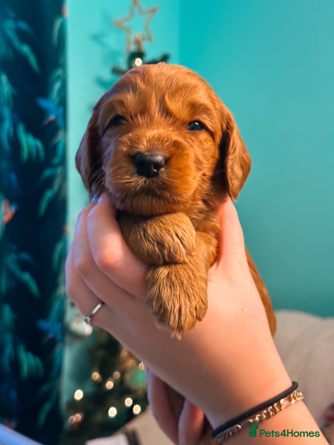 Labradoodle dogs for sale: F2B Labradoodle Puppies – Red & Apricot - Advert 20