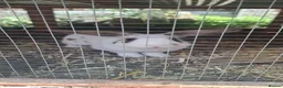 Mixed Breed rabbits for sale: Adult male rabbit - Advert 4