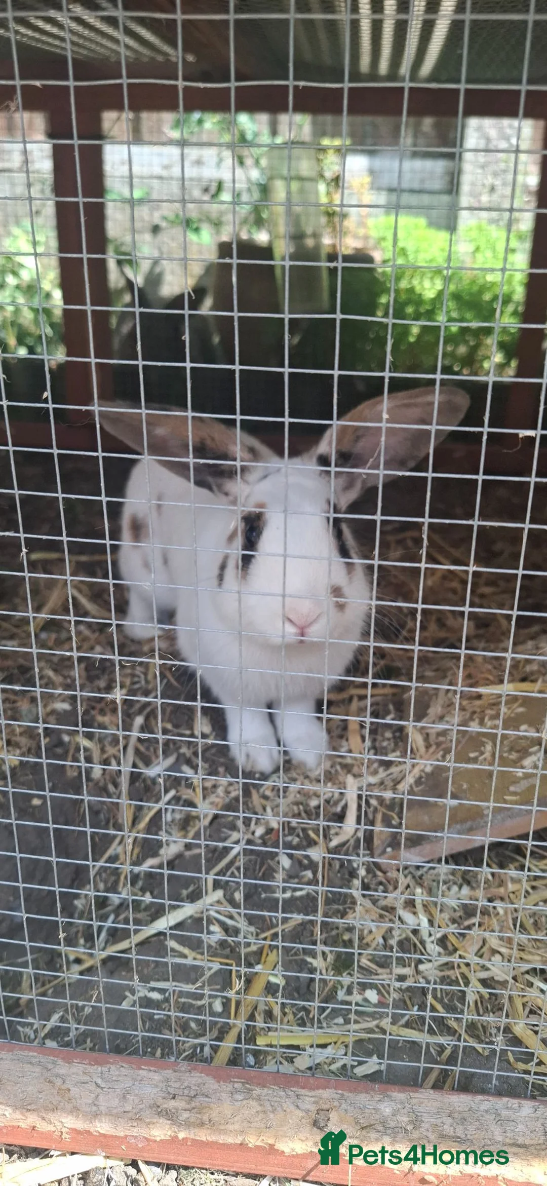 Mixed Breed rabbits for sale: Adult male rabbit - Advert 4