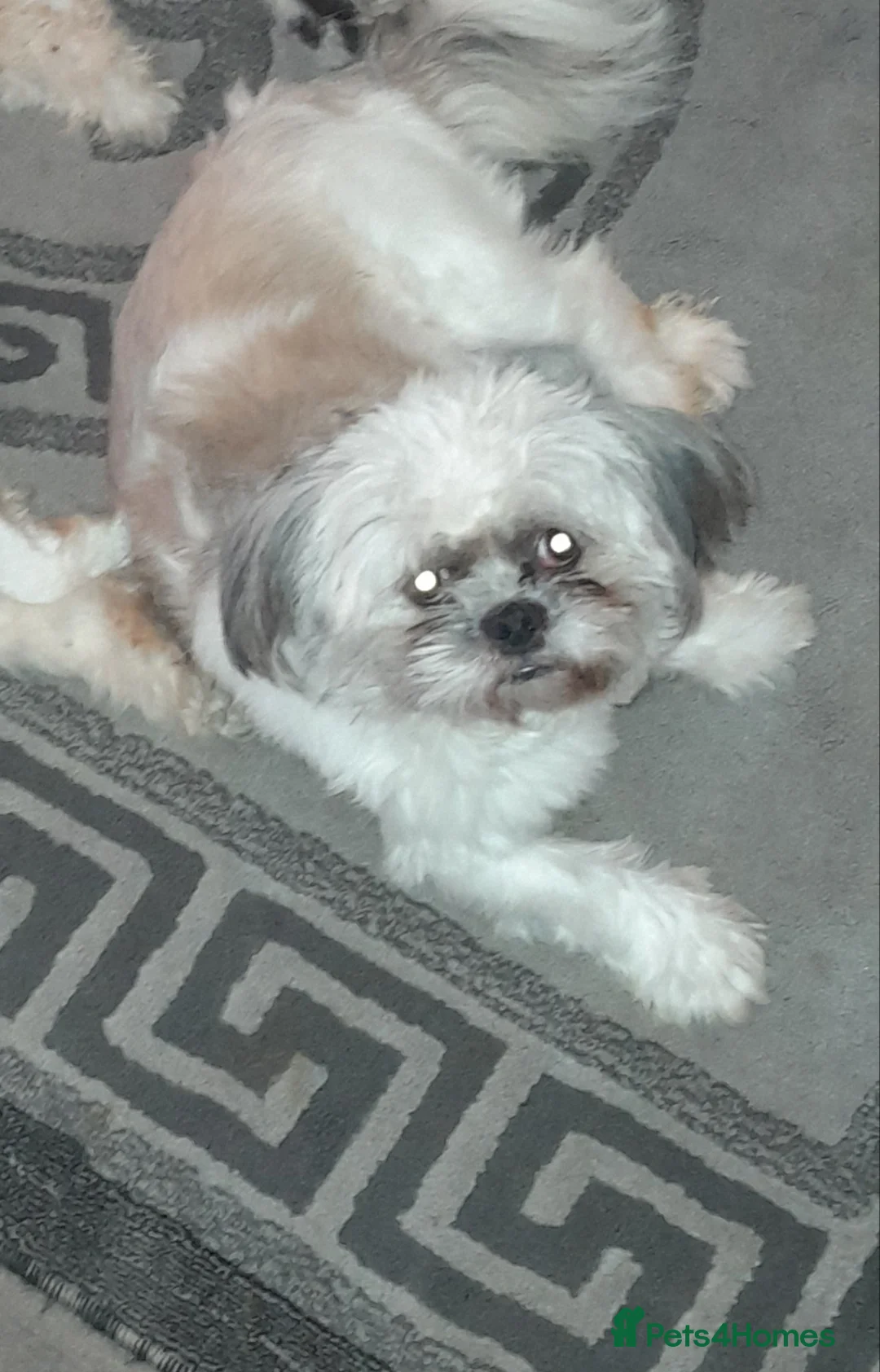 Shih Tzu dogs for stud: Shih tzu stud in Tipton - Advert 5