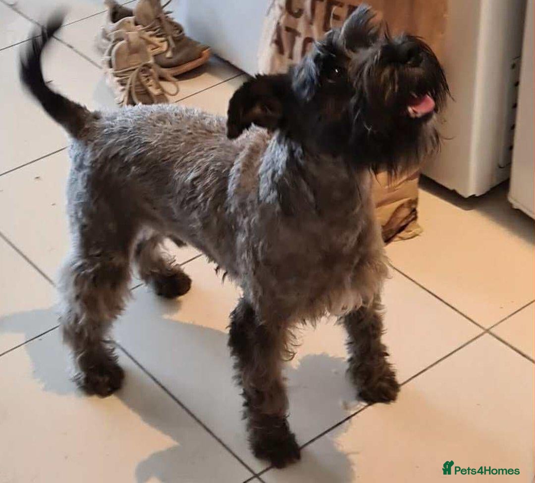 Miniature Schnauzer dogs Miniature shnauzer puppies  - Advert 2