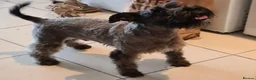 Miniature Schnauzer dogs for sale: Miniature shnauzer puppies  - Advert 8