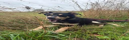 Mixed Breed dogs for adoption: Judy - Norwich Norfolk  - Advert 6
