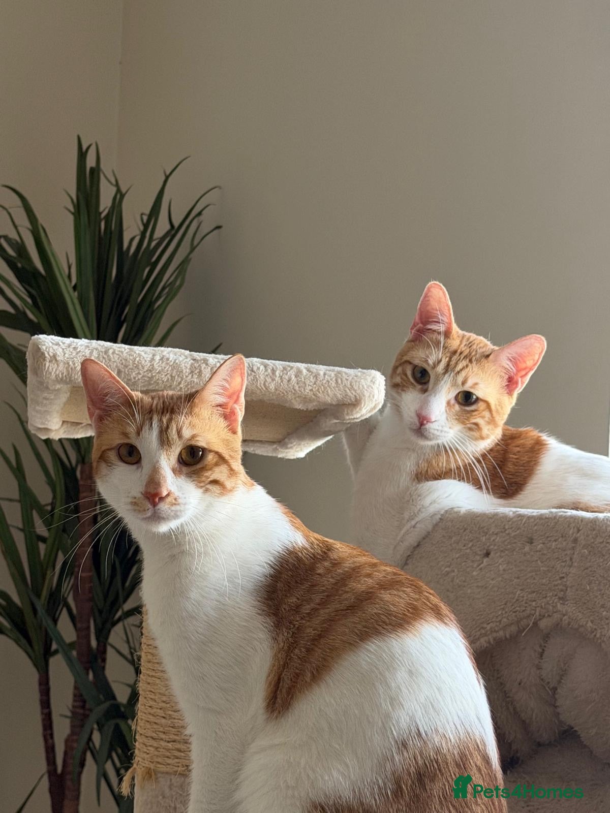 Mixed Breed cats Bonded Indoor Twin Brothers - Advert 1