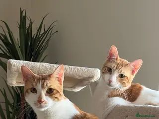 Mixed Breed cats Bonded Indoor Twin Brothers - Advert 14
