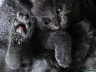 Russian Blue cats Absolutely gorgeous 8 week old Russian Blue - Advert 14