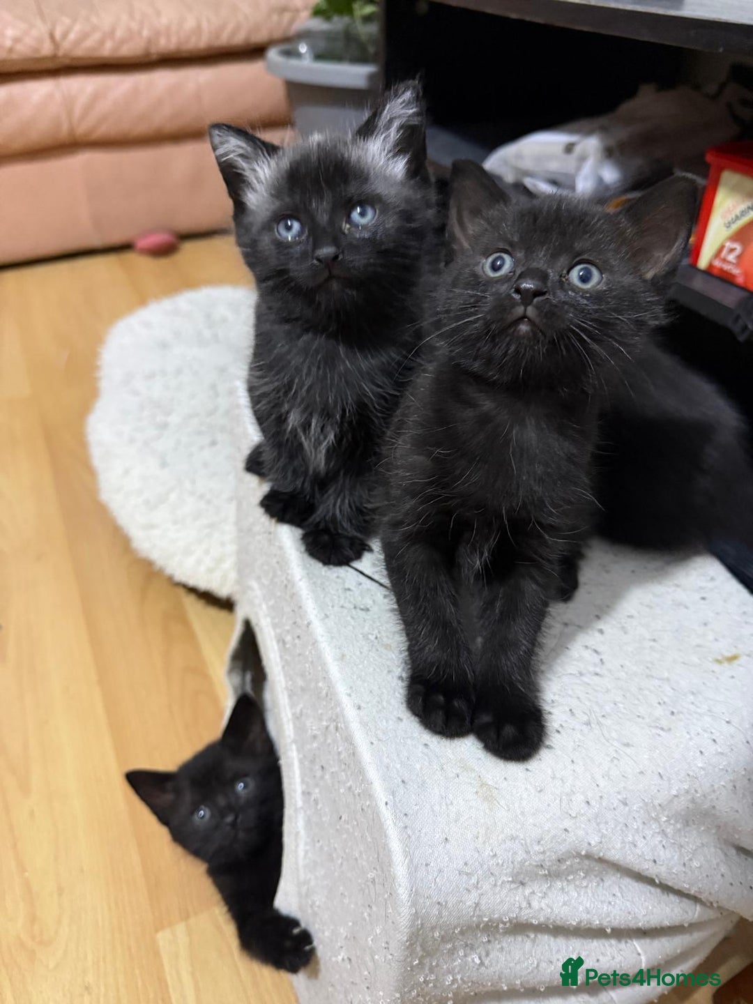 Mixed Breed cats for sale: 4 black cats for sale  - Advert 2