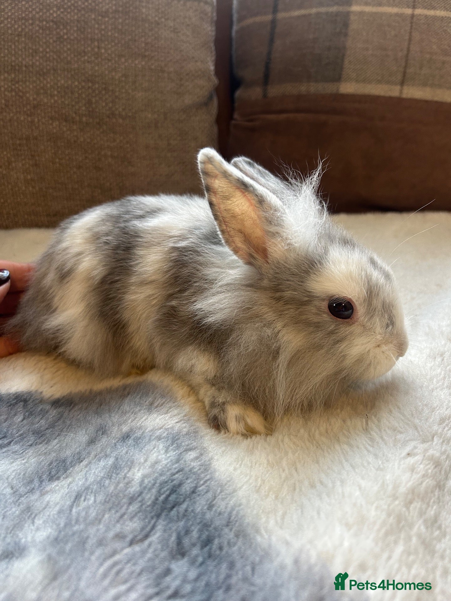 Mini Lop rabbits Beautiful friendly mini angora X mini lop babies   - Advert 1