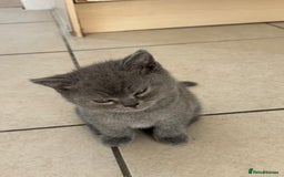 British Shorthair cats for sale: Adorable British short hair kitten- one male left - Image 8