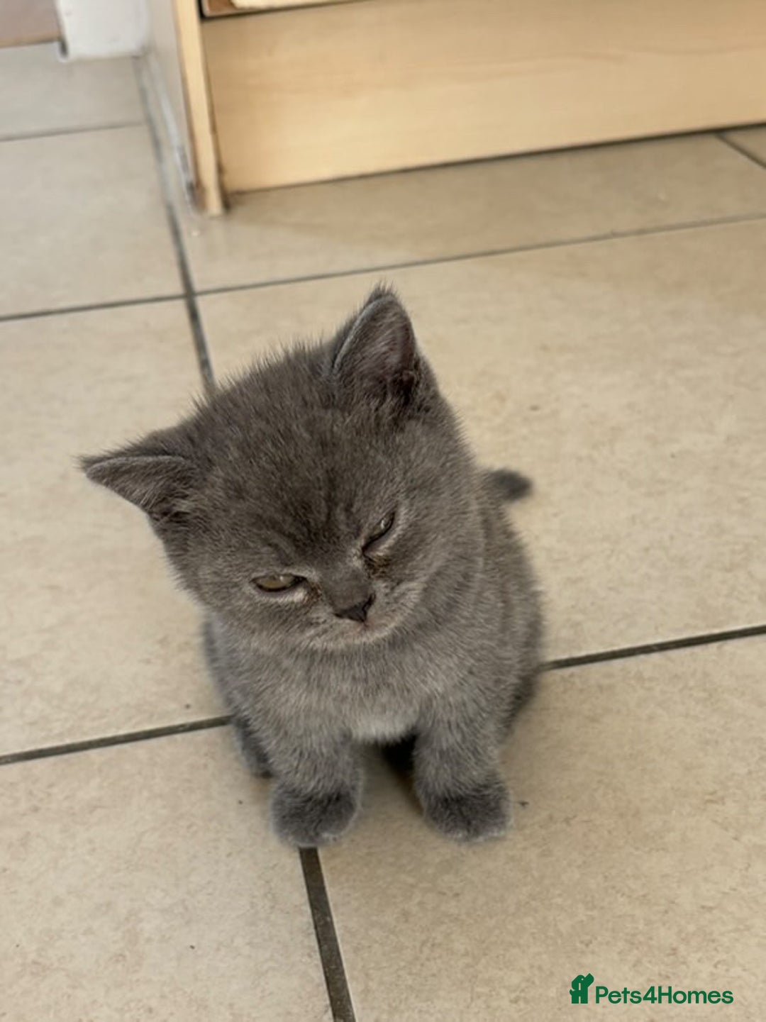 British Shorthair cats for sale: Adorable British short hair kitten- one male left - Image 8