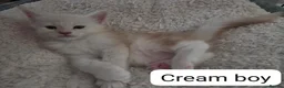 Maine Coon cats for sale: 🌟 1 Stunning Torbie girl left 🌟 TICA reg'd🌟 - Advert 32