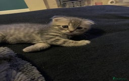 Scottish Fold cats for sale: Beautiful Scottish fold kittens - Image 27