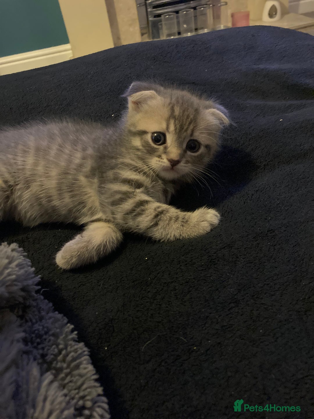 Scottish Fold cats for sale: Beautiful Scottish fold kittens - Image 27