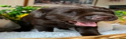 Labrador Retriever dogs for sale: STUNNING Chocolate Labrador Puppies  - Advert 32