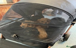 Cavapoo dogs for sale: Exceptional F1 Cavapoos. 5*  - Image 17
